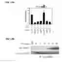 Fig. 27 - IDENTIFICATION OF NEUROPROTECTIVE AGENTS USING PRO-INFLAMMATORY HUMAN GLIAL CELLS