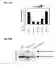 Fig. 28 - IDENTIFICATION OF NEUROPROTECTIVE AGENTS USING PRO-INFLAMMATORY HUMAN GLIAL CELLS