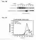 Fig. 29 - IDENTIFICATION OF NEUROPROTECTIVE AGENTS USING PRO-INFLAMMATORY HUMAN GLIAL CELLS