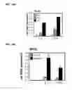 Fig. 33 - IDENTIFICATION OF NEUROPROTECTIVE AGENTS USING PRO-INFLAMMATORY HUMAN GLIAL CELLS
