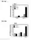 Fig. 34 - IDENTIFICATION OF NEUROPROTECTIVE AGENTS USING PRO-INFLAMMATORY HUMAN GLIAL CELLS
