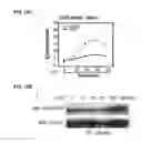 Fig. 37 - IDENTIFICATION OF NEUROPROTECTIVE AGENTS USING PRO-INFLAMMATORY HUMAN GLIAL CELLS