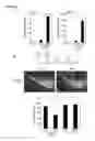 Fig. 45 - IDENTIFICATION OF NEUROPROTECTIVE AGENTS USING PRO-INFLAMMATORY HUMAN GLIAL CELLS