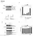 Fig. 49 - IDENTIFICATION OF NEUROPROTECTIVE AGENTS USING PRO-INFLAMMATORY HUMAN GLIAL CELLS