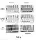 Fig. 07 - TARGETED SEQUENCING LIBRARY PREPARATION BY GENOMIC DNA CIRCULARIZATION