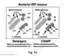 Fig. 02 - METHODS AND DEVICES FOR THE SELECTIVE DETECTION OF MICROORGANISMS
