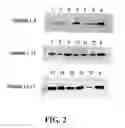 Fig. 03 - Dissolved protein arthritis markers