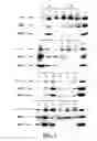 Fig. 04 - Dissolved protein arthritis markers