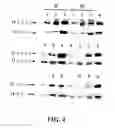 Fig. 05 - Dissolved protein arthritis markers