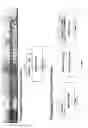 Fig. 02 - ELECTROPHORETIC TAG-BASED IN VITRO ASSAY TO QUANTIFY DIMERIZATION OF P66 AND P51 SUB-UNITS OF HIV-1 REVERSE TRANSCRIPTASE (RT)