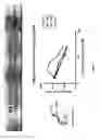 Fig. 05 - ELECTROPHORETIC TAG-BASED IN VITRO ASSAY TO QUANTIFY DIMERIZATION OF P66 AND P51 SUB-UNITS OF HIV-1 REVERSE TRANSCRIPTASE (RT)