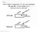 Fig. 02 - Method of screening for a substance that strengthens a bond between thioredoxin and macrophage migration inhibition factor