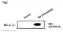 Fig. 03 - Method of screening for a substance that strengthens a bond between thioredoxin and macrophage migration inhibition factor