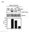 Fig. 04 - Method of screening for a substance that strengthens a bond between thioredoxin and macrophage migration inhibition factor