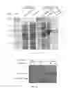 Fig. 08 - Bioengineered protein pores