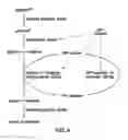 Fig. 06 - METABOLIC ENGINEERING OF A GALACTOSE ASSIMILATION PATHWAY IN THE GLYCOENGINEERED YEAST PICHIA PASTORIS