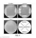 Fig. 09 - METABOLIC ENGINEERING OF A GALACTOSE ASSIMILATION PATHWAY IN THE GLYCOENGINEERED YEAST PICHIA PASTORIS