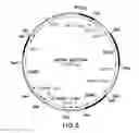 Fig. 11 - METABOLIC ENGINEERING OF A GALACTOSE ASSIMILATION PATHWAY IN THE GLYCOENGINEERED YEAST PICHIA PASTORIS