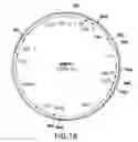 Fig. 21 - METABOLIC ENGINEERING OF A GALACTOSE ASSIMILATION PATHWAY IN THE GLYCOENGINEERED YEAST PICHIA PASTORIS