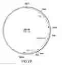 Fig. 27 - METABOLIC ENGINEERING OF A GALACTOSE ASSIMILATION PATHWAY IN THE GLYCOENGINEERED YEAST PICHIA PASTORIS