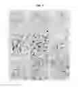 Fig. 03 - Methods of producing monoclonal antibodies specific for human hepcidin