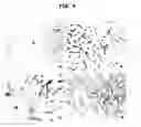 Fig. 05 - Methods of producing monoclonal antibodies specific for human hepcidin