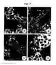 Fig. 06 - Methods of producing monoclonal antibodies specific for human hepcidin