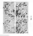 Fig. 12 - Methods of producing monoclonal antibodies specific for human hepcidin