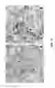 Fig. 13 - Methods of producing monoclonal antibodies specific for human hepcidin
