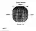 Fig. 03 - Heterologous expression of termite cellulases yeast