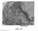 Fig. 26 - Processing biomass