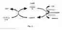 Fig. 04 - Biological Clean Fuel Processing Systems and Methods
