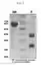 Fig. 05 - Method for preparing a site-specific physiologically active polypeptide conjugate
