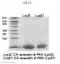 Fig. 06 - Method for preparing a site-specific physiologically active polypeptide conjugate