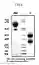 Fig. 19 - Method for preparing a site-specific physiologically active polypeptide conjugate