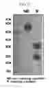 Fig. 25 - Method for preparing a site-specific physiologically active polypeptide conjugate