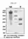 Fig. 30 - Method for preparing a site-specific physiologically active polypeptide conjugate