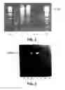 Fig. 02 - Polymerase Enhancing Factor (PEF) Extracts PEF Protein Complexes Isolated PEF Proteins and Methods for Purifying and Identifying