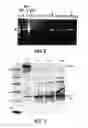 Fig. 03 - Polymerase Enhancing Factor (PEF) Extracts PEF Protein Complexes Isolated PEF Proteins and Methods for Purifying and Identifying