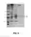 Fig. 06 - Polymerase Enhancing Factor (PEF) Extracts PEF Protein Complexes Isolated PEF Proteins and Methods for Purifying and Identifying