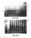 Fig. 10 - Polymerase Enhancing Factor (PEF) Extracts PEF Protein Complexes Isolated PEF Proteins and Methods for Purifying and Identifying