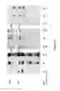 Fig. 26 - Polymerase Enhancing Factor (PEF) Extracts PEF Protein Complexes Isolated PEF Proteins and Methods for Purifying and Identifying