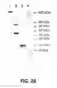 Fig. 28 - Polymerase Enhancing Factor (PEF) Extracts PEF Protein Complexes Isolated PEF Proteins and Methods for Purifying and Identifying