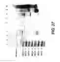 Fig. 29 - Polymerase Enhancing Factor (PEF) Extracts PEF Protein Complexes Isolated PEF Proteins and Methods for Purifying and Identifying