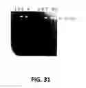Fig. 33 - Polymerase Enhancing Factor (PEF) Extracts PEF Protein Complexes Isolated PEF Proteins and Methods for Purifying and Identifying