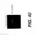 Fig. 42 - Polymerase Enhancing Factor (PEF) Extracts PEF Protein Complexes Isolated PEF Proteins and Methods for Purifying and Identifying