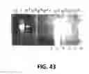 Fig. 45 - Polymerase Enhancing Factor (PEF) Extracts PEF Protein Complexes Isolated PEF Proteins and Methods for Purifying and Identifying