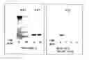 Fig. 01 - Protease that decomposes proteins recalcitrant to proteolysis