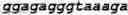 Fig. 11 - Protease comprising one or more combinable mutations