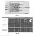 Fig. 08 - Microfluidic cell culture systems
